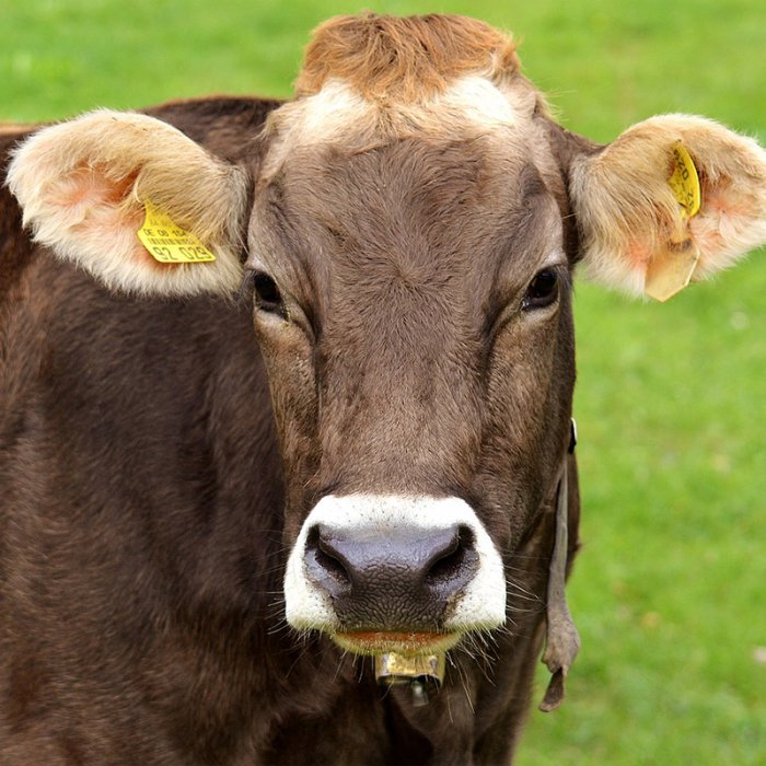Глицерин - энергетическая добавка для крупнорогатого скота